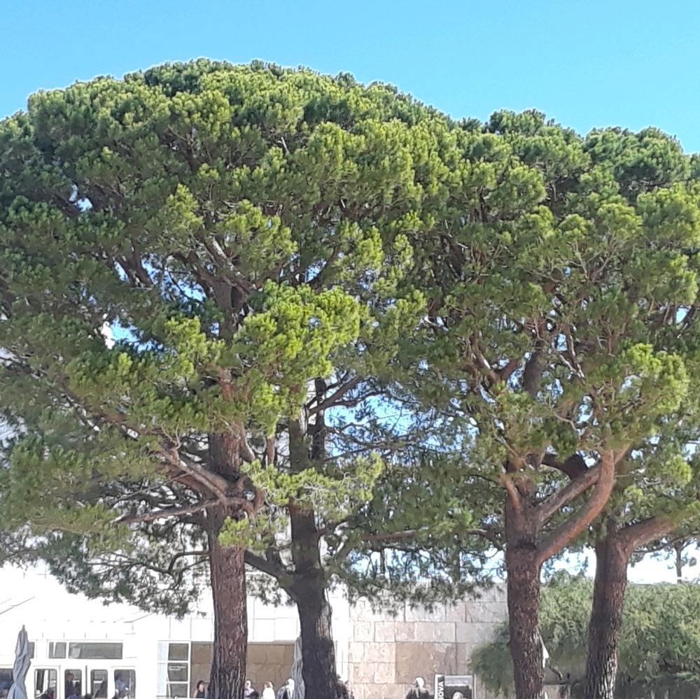 Meet your Posher, Nylah